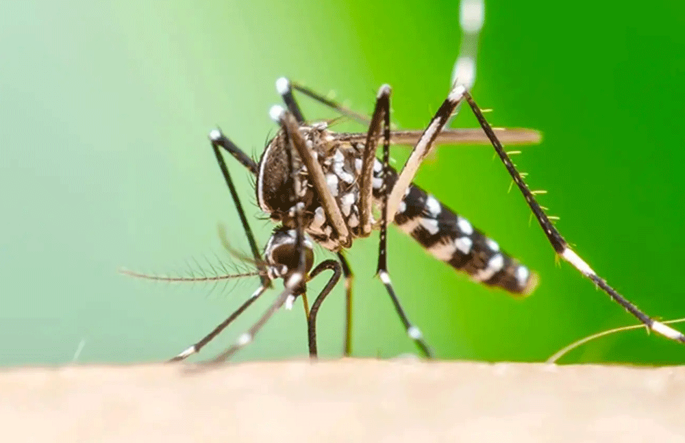 China Battles Chikungunya Outbreak with Over 7,000 Cases Reported in Guangdong